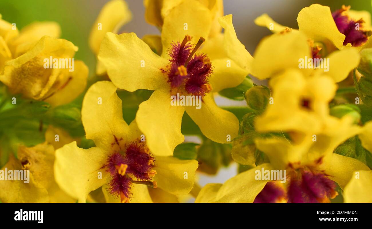 Fleurs jaunes gros plan. Arrière-plan. Bannière Banque D'Images