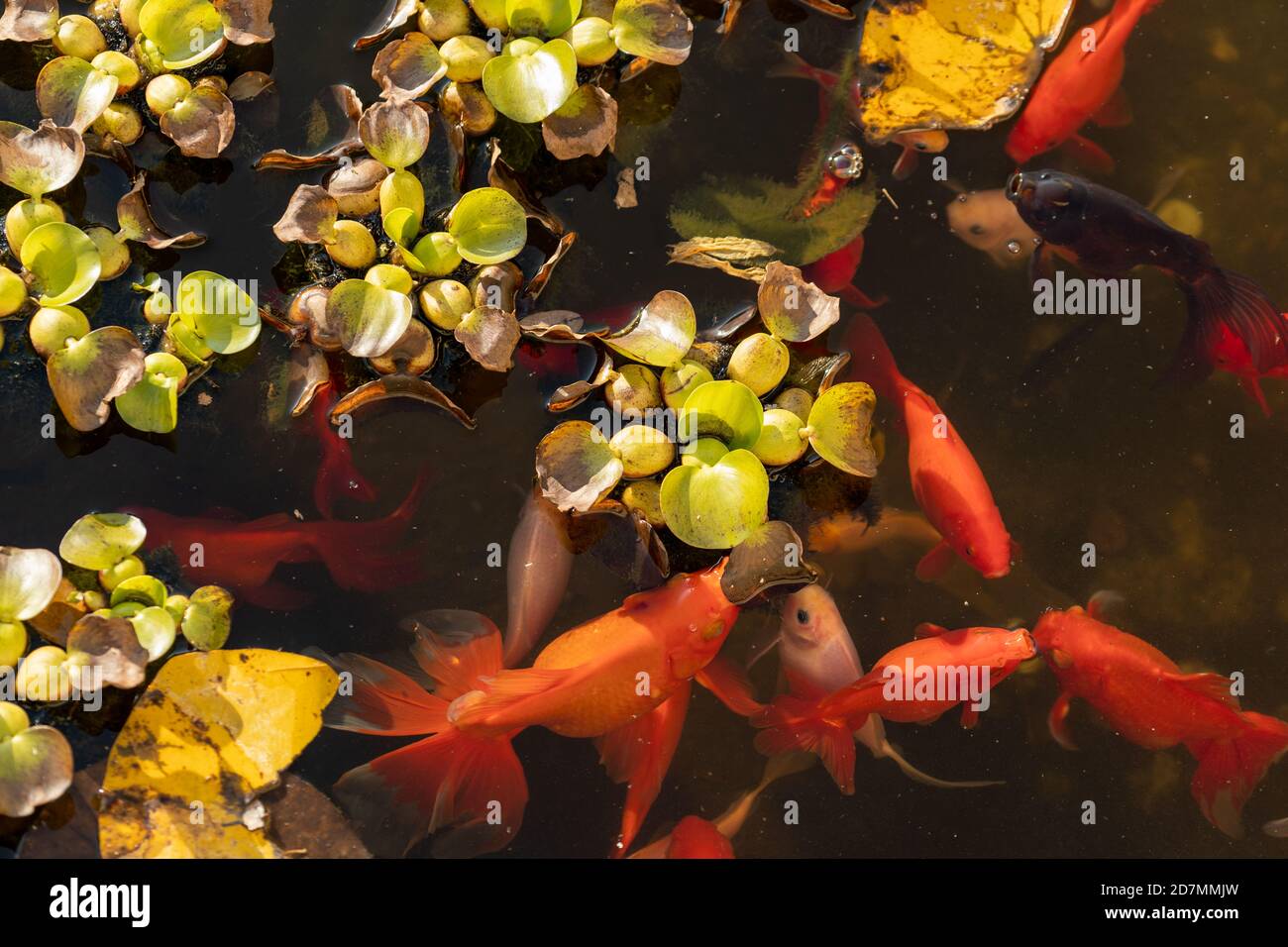 Belle vue sur le poisson japonais carpe dans l'étang Banque D'Images