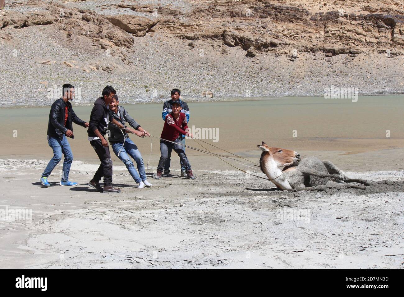 Sauvetage d'un cheval de sable rapide, Ladakh, Inde Banque D'Images