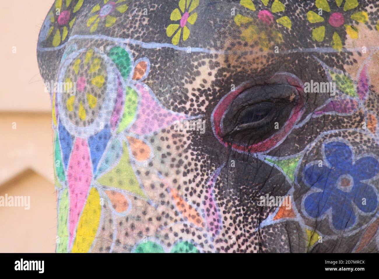 L'éléphant indien peint Banque D'Images