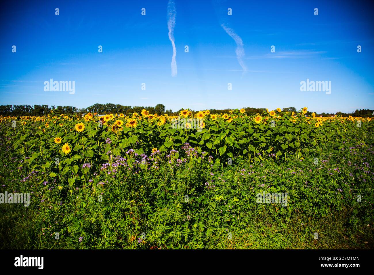 champ de tournesol avec phacelia, champ d'abeilles Banque D'Images