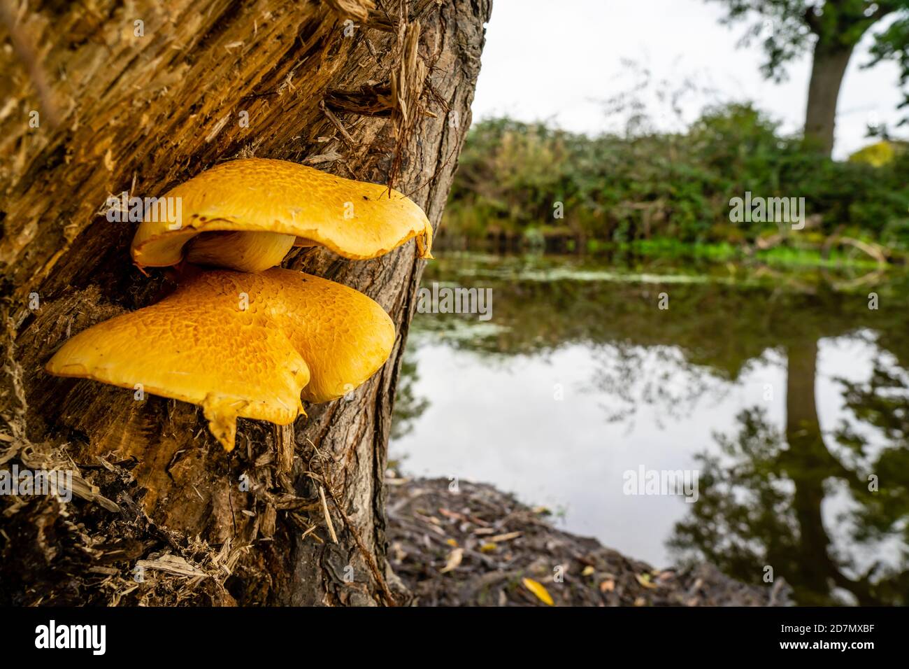 Champignon poussant hors d'un arbre par un étang Banque D'Images