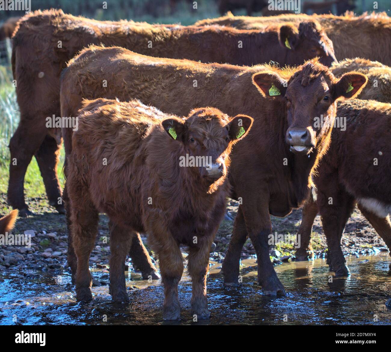 Cattle poilu montrant sa langue, Écosse Banque D'Images