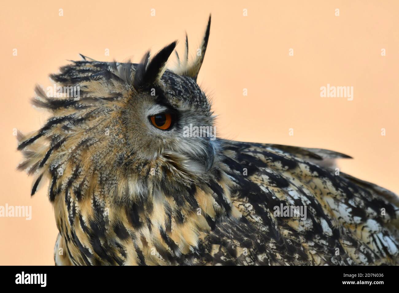 Eagle owl portrait Banque D'Images