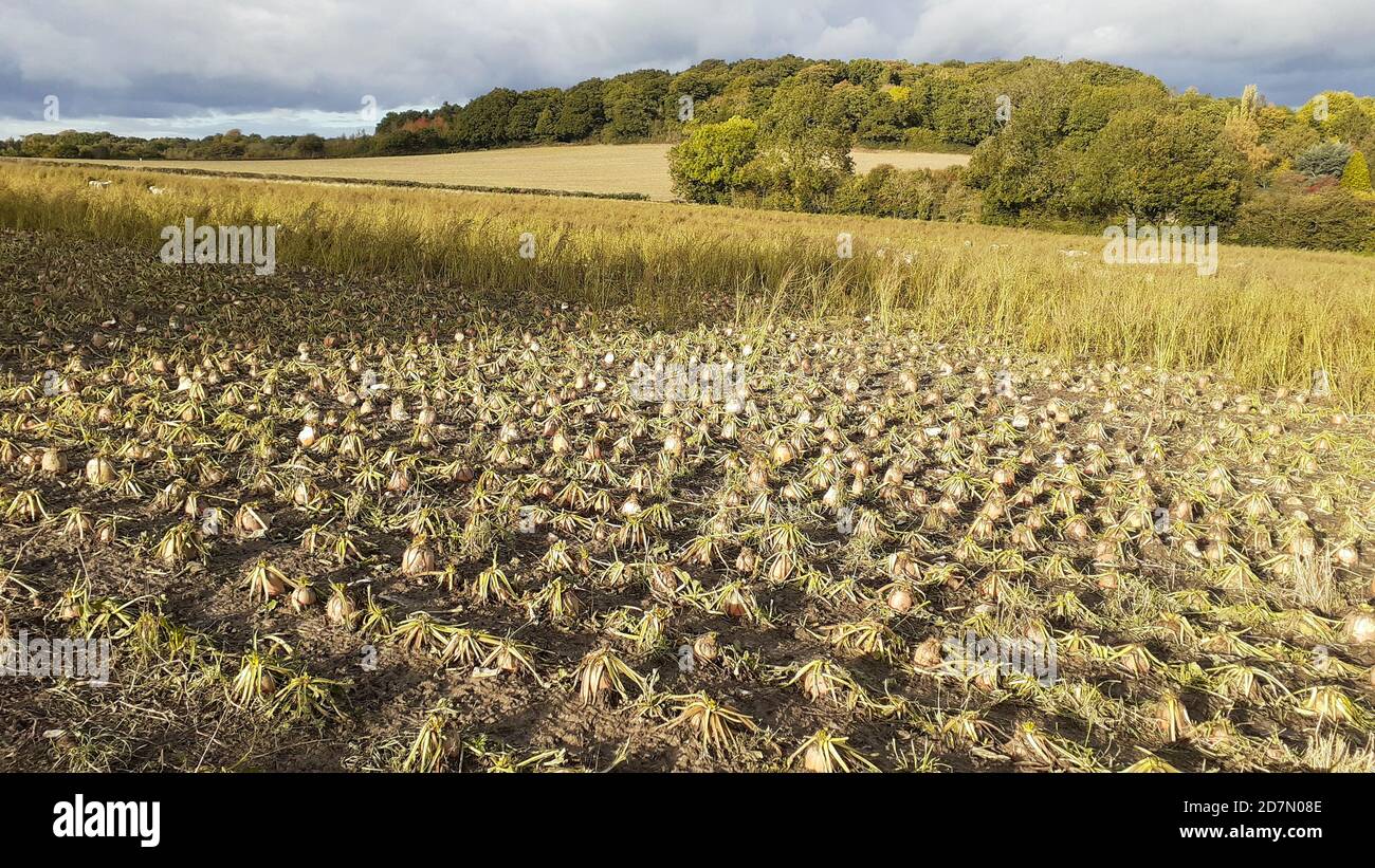 Navets cultivés dans un champ pour nourrir les moutons à Woodhouse Eaves, Leicestershire, Royaume-Uni. Banque D'Images