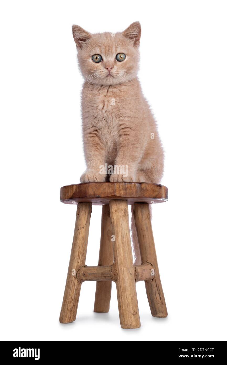 Mignon crème Britannique Shorthair chat chaton, assis face à l'avant sur petit tabouret en bois. Regarder directement vers l'appareil photo. Isolé sur fond blanc. Banque D'Images