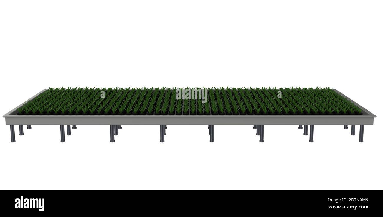 rendu 3d des plantes surélevées dans le lit de jardin isolé sur blanc Banque D'Images