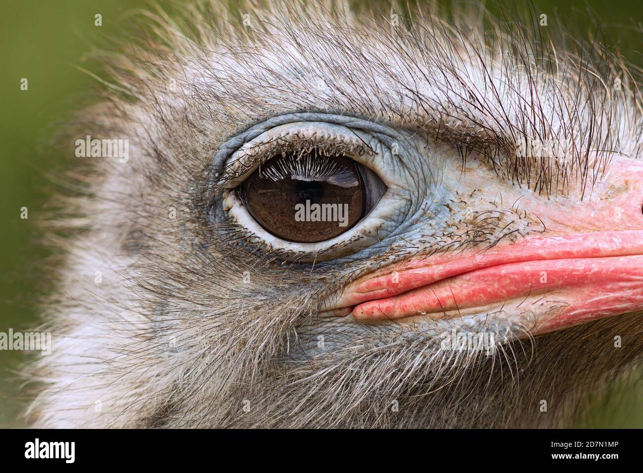 Détail de la tête d'autruche commune (Struthio camelus) Banque D'Images