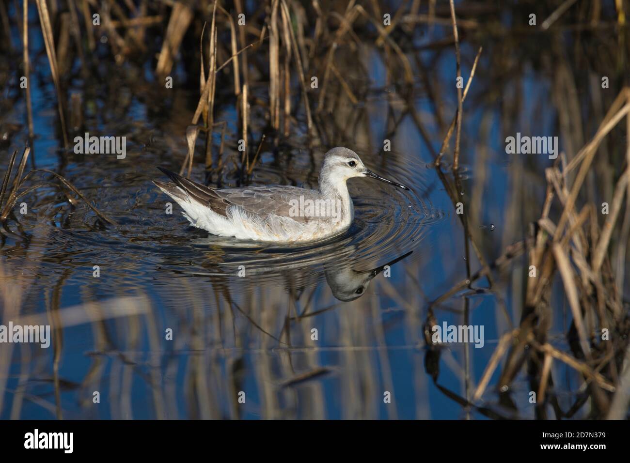 Phalarope de Wilson (Phalaropus tricolor) en plumage d'hiver. Un rare visiteur d'hiver en Europe de l'Amérique du Nord Banque D'Images