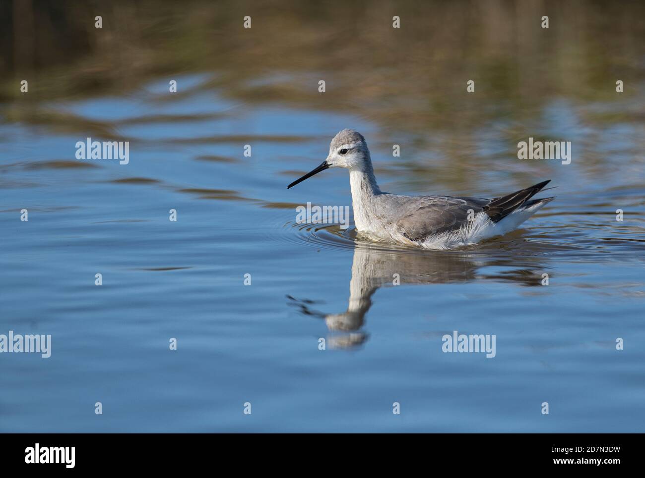 Phalarope de Wilson (Phalaropus tricolor) en plumage d'hiver. Un rare visiteur d'hiver en Europe de l'Amérique du Nord Banque D'Images