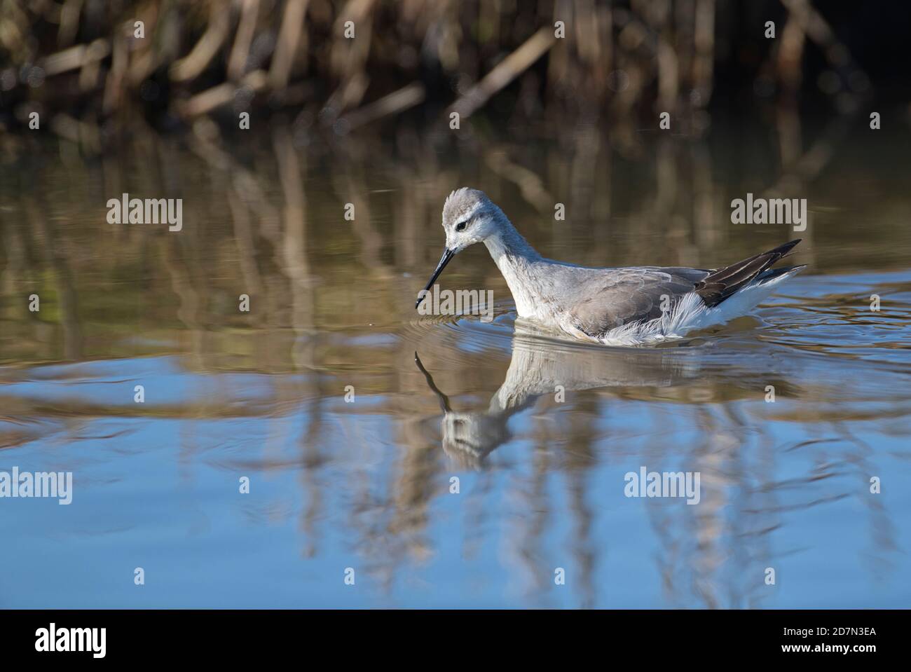 Phalarope de Wilson (Phalaropus tricolor) en plumage d'hiver. Un rare visiteur d'hiver en Europe de l'Amérique du Nord Banque D'Images