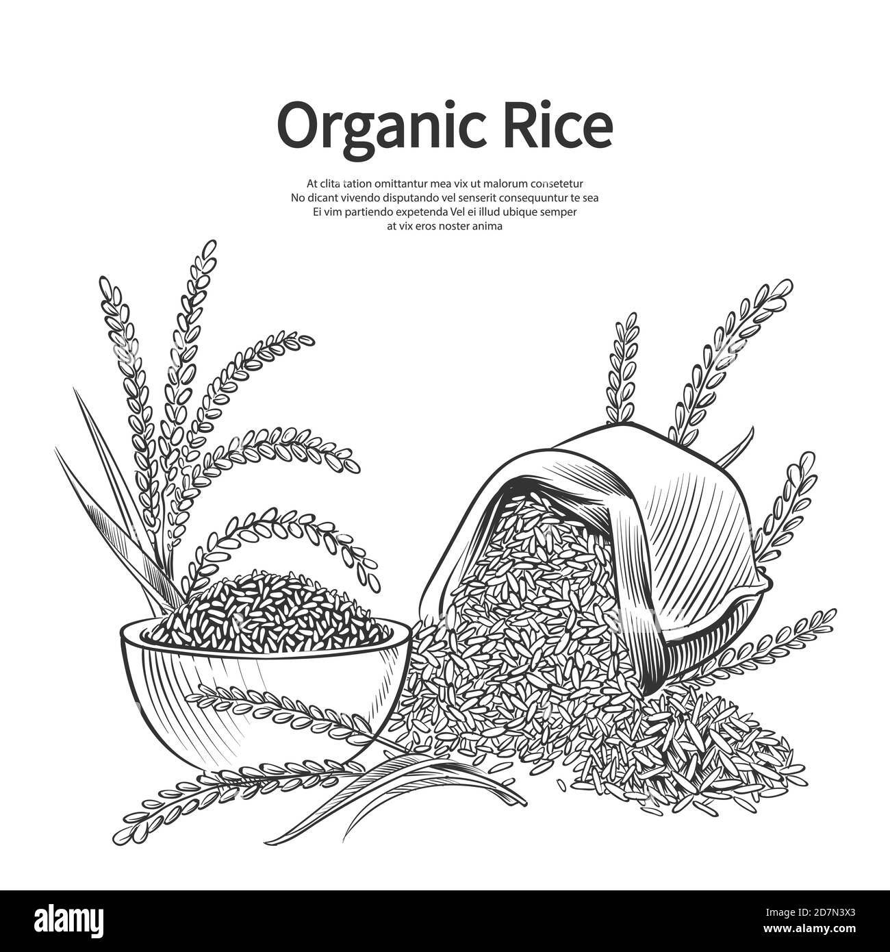 Arrière-plan de riz dessiné à la main. Illustration du sac de riz, du bol et des oreilles. Récolte de riz, sac de récolte, céréales agricoles Illustration de Vecteur