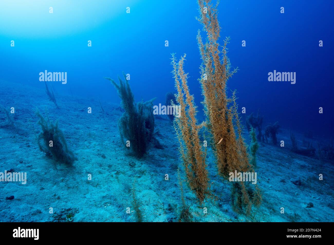 Algues de mer Sargassum, Sargassum vulgare à 35 mètres de profondeur, île de Mersincik Baie de Gökova Turquie Banque D'Images