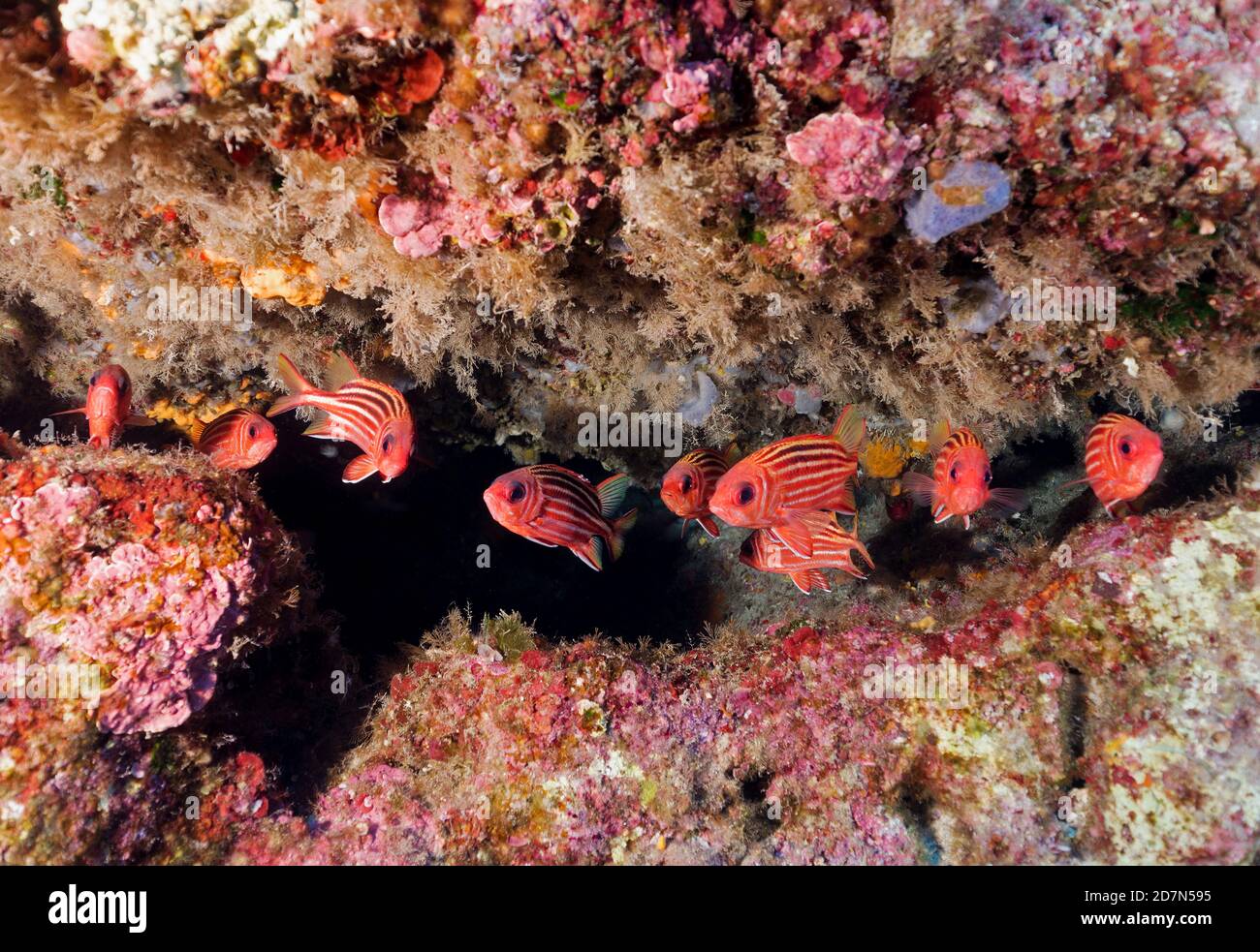 Poissons soldats envahissants, Sargocentrum rubrum, Sarıgerme Turquie. Banque D'Images