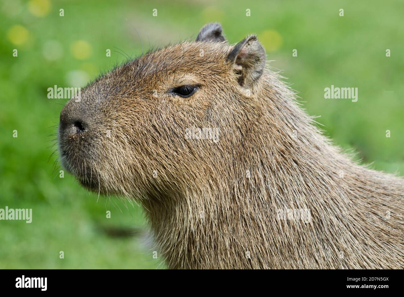 Captif Capybara (Hydrochoerus capybara) Parc animalier Howlets Kent. 29.07.2012 Banque D'Images