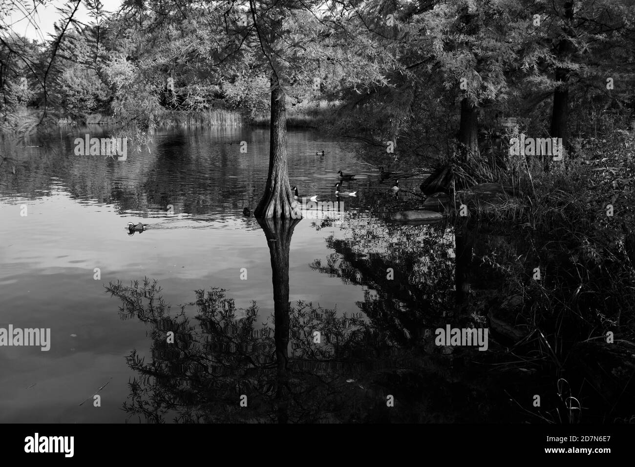 Faune sauvage le jour de l'automne à Westpark - conversion noir et blanc, Munich, Bavière, Allemagne Banque D'Images