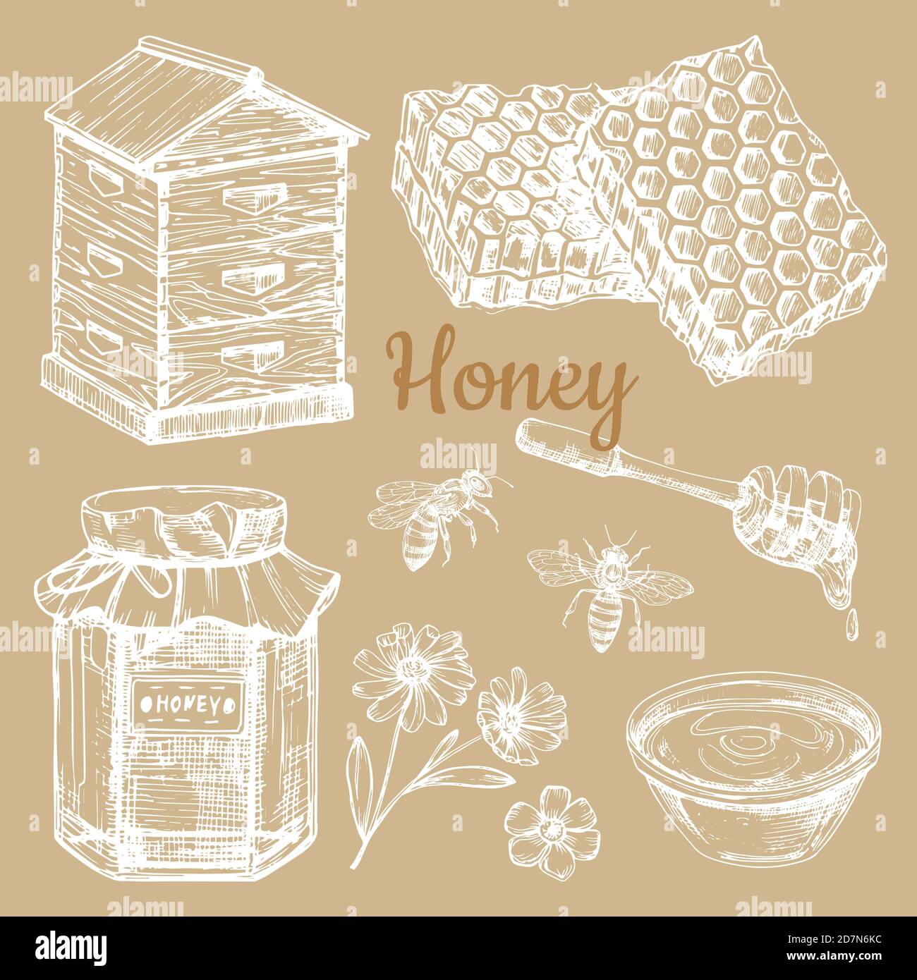 Éléments vectoriels de miel dessinés à la main - abeille, nid d'abeilles, bocaux. Illustration du miel et de la fleur esquissés à la main Illustration de Vecteur