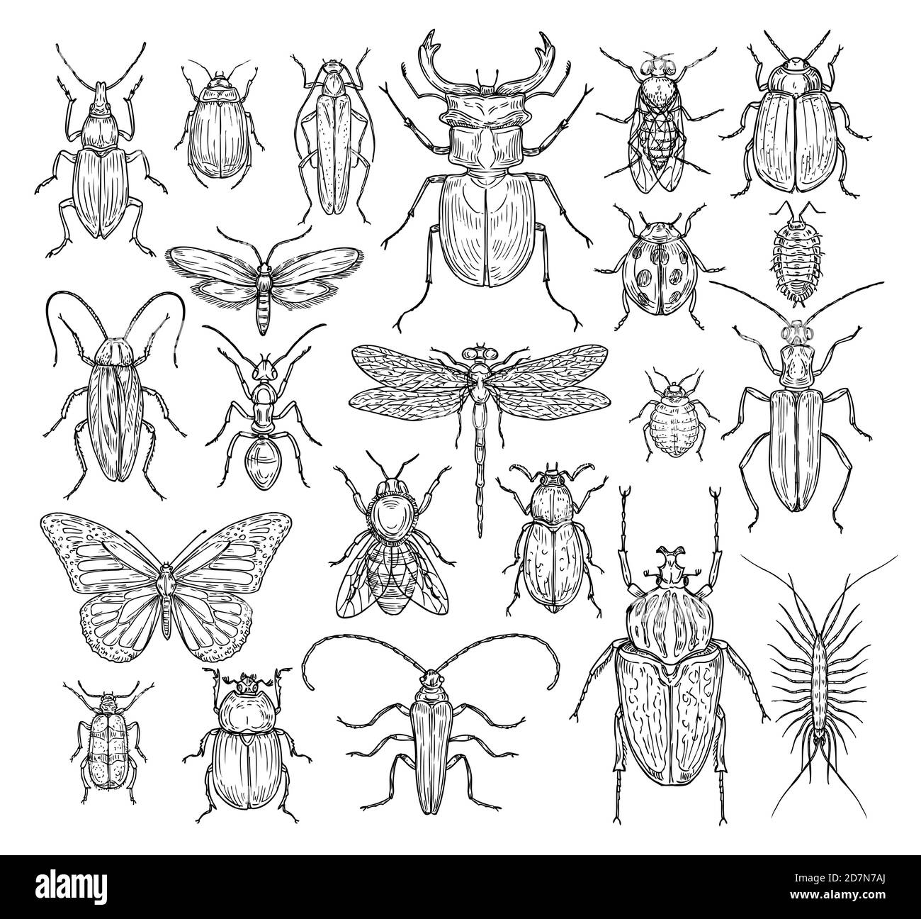 Insectes dessinés à la main. Papillon, coléoptère et mouche, fourmis. Libellule, coccinelle et abeille, poux et cafard. Jeu de vecteurs de gravure d'esquisse rétro. Illustrion d'insecte abeille et libellule, papillon et fourmis Illustration de Vecteur