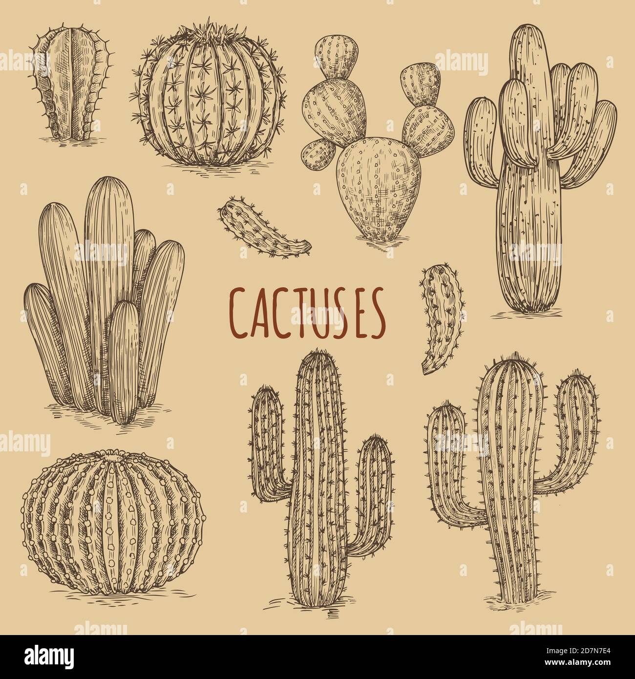 Cactus dessinés à la main vecteur vintage de la collection. Plantez des cactus doodle, dessinez l'illustration des cactus succulents Illustration de Vecteur