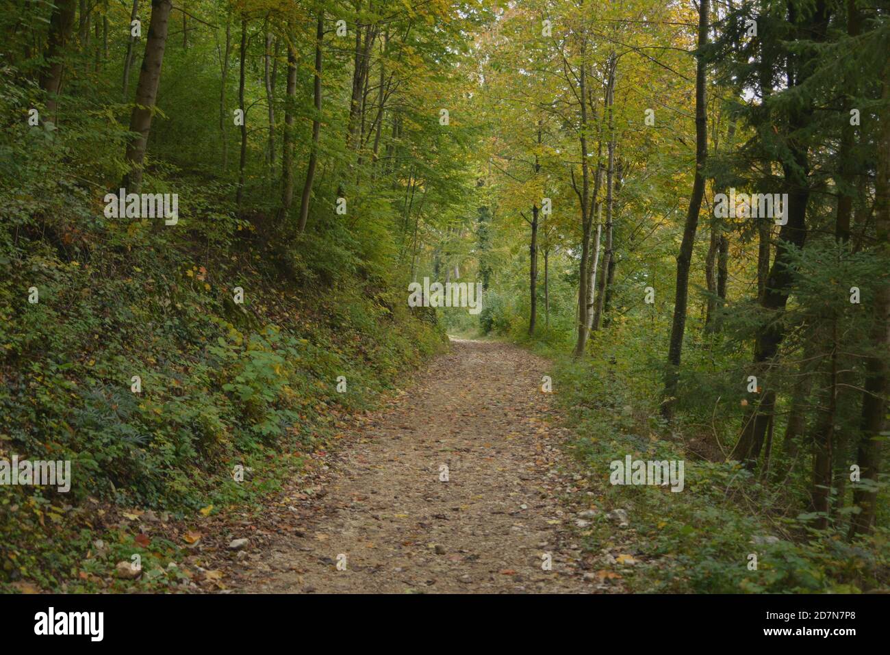 Promenade relaxante dans la forêt Banque D'Images