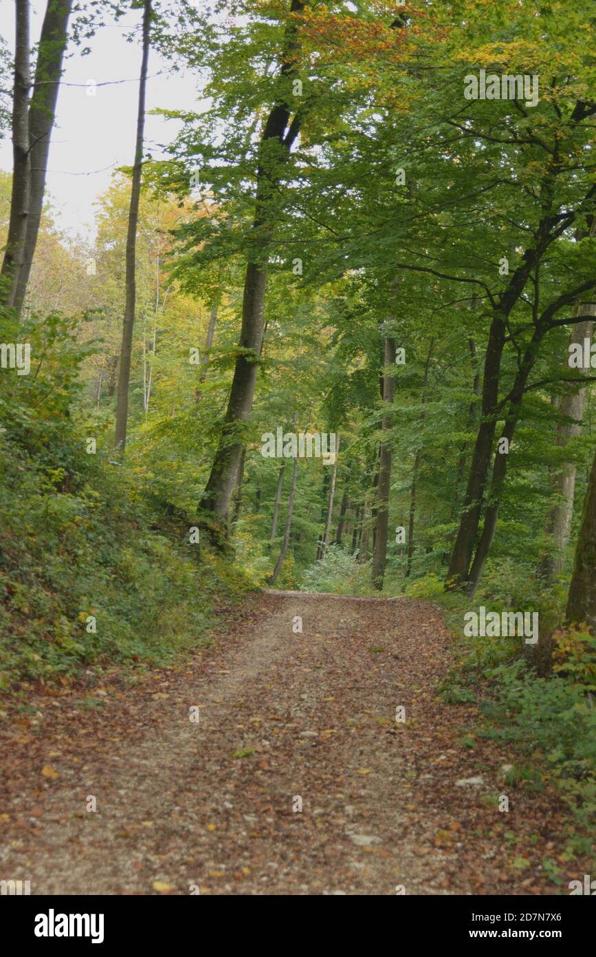 Promenade relaxante dans la forêt Banque D'Images