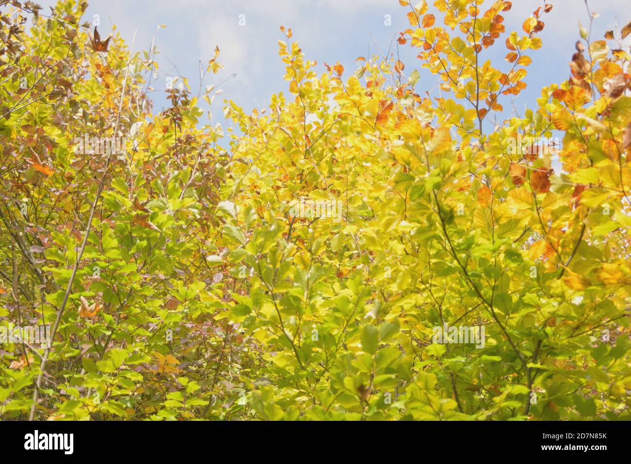 Promenade relaxante dans la forêt Banque D'Images