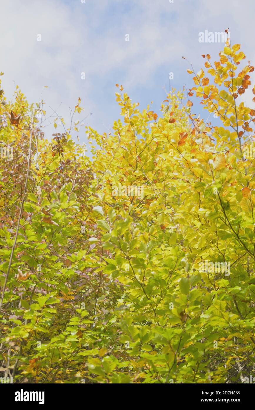 Promenade relaxante dans la forêt Banque D'Images