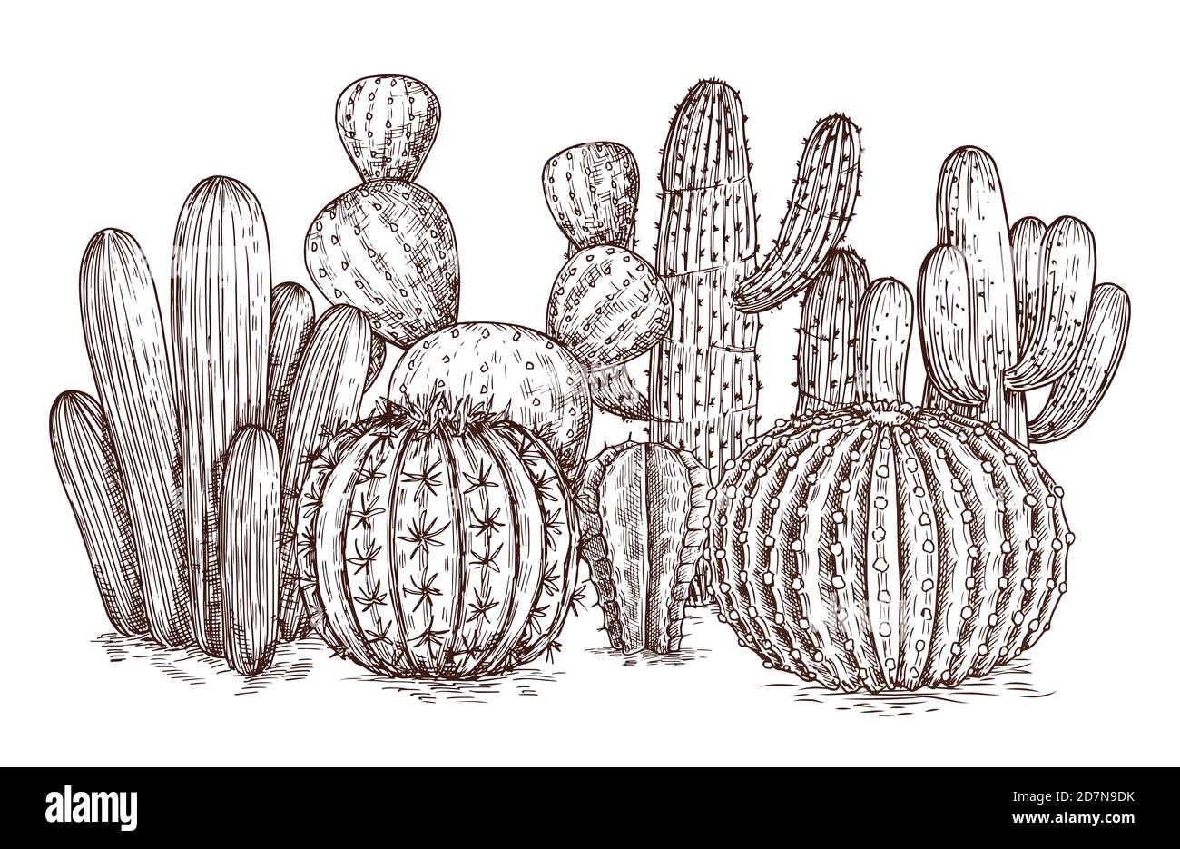 Cactus dessinés à la main. Cactus du désert occidental plantes mexicaines en illustration vectorielle de style esquisse. Cactus mexicain esquisse, plante succulente composition esquissée Illustration de Vecteur