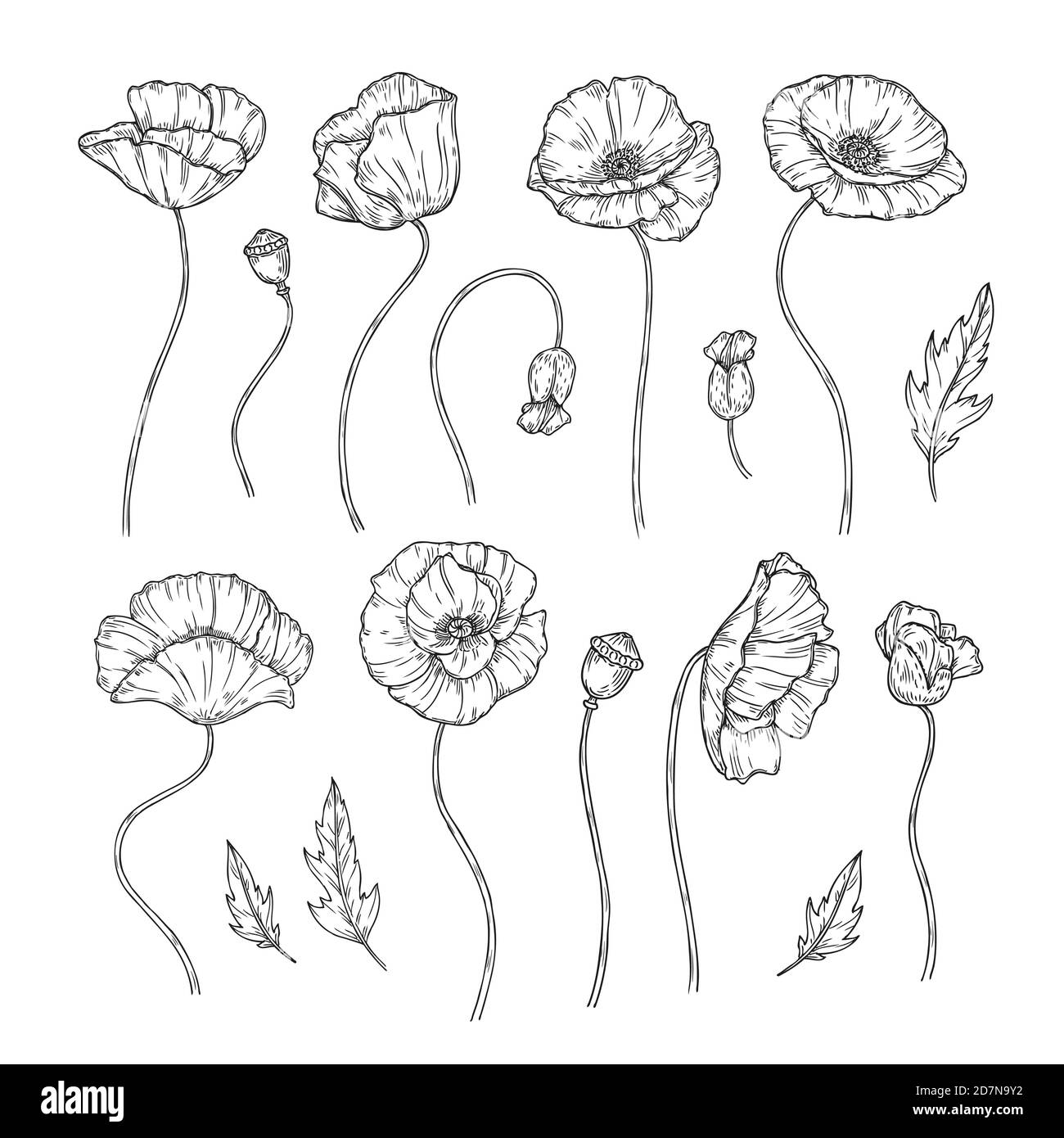 Coquelicot. Esquisse coquelicots ornement décor mur art décoratif plante coquelicot fleur bourgeon plantation papier peint beau vecteur tatouage. Illustration du coquelicot, esquisse en fleurs monochrome Illustration de Vecteur