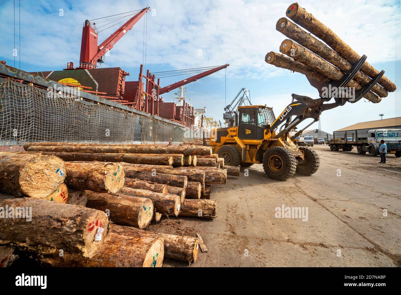 Kandla,20 août, 2019: Déchargement de grumes de bois importées pour le transport par la chargeuse sur pneus JCB à Deendayal Port Trust, Kandla Port, Kutch, Gujarat Banque D'Images