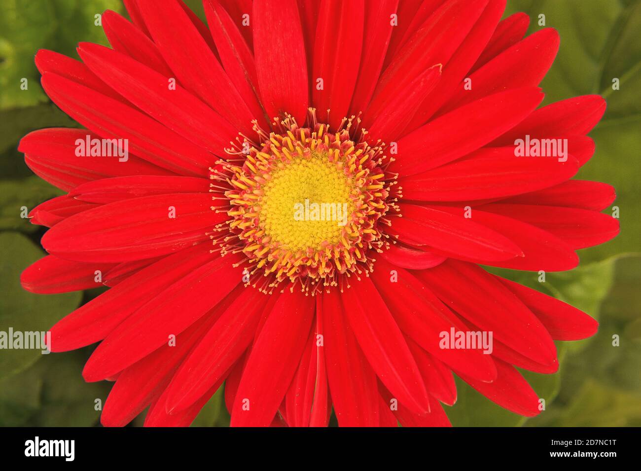 Gros plan de la fleur de gerbera rouge vif (Gerbera jamesonii) avec un centre jaune vif sur fond doux et discret de feuilles vertes. Banque D'Images