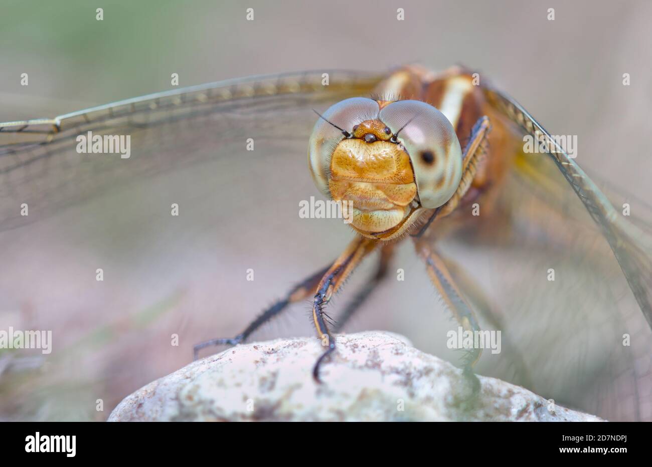 Macro titre d'UN Skimmer femelle en forme de quille Dragonfly, Orthetrum coerulescens, montrant le détail de son œil composé. ROYAUME-UNI Banque D'Images
