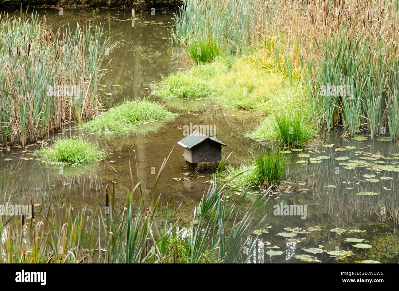 Petite maison en bois ou abri pour les animaux, les oiseaux aquatiques ou les canards dans un étang entouré de Typha, queues de chat, bumrush ou reedmace plantes en Allemagne Banque D'Images