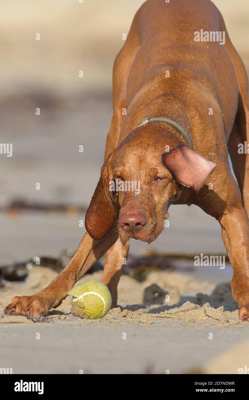 Un chien vizsla hongrois enthousiaste qui attend AVEC impatience DE lancer UNE balle de tennis. Avon Beach Royaume-Uni Banque D'Images