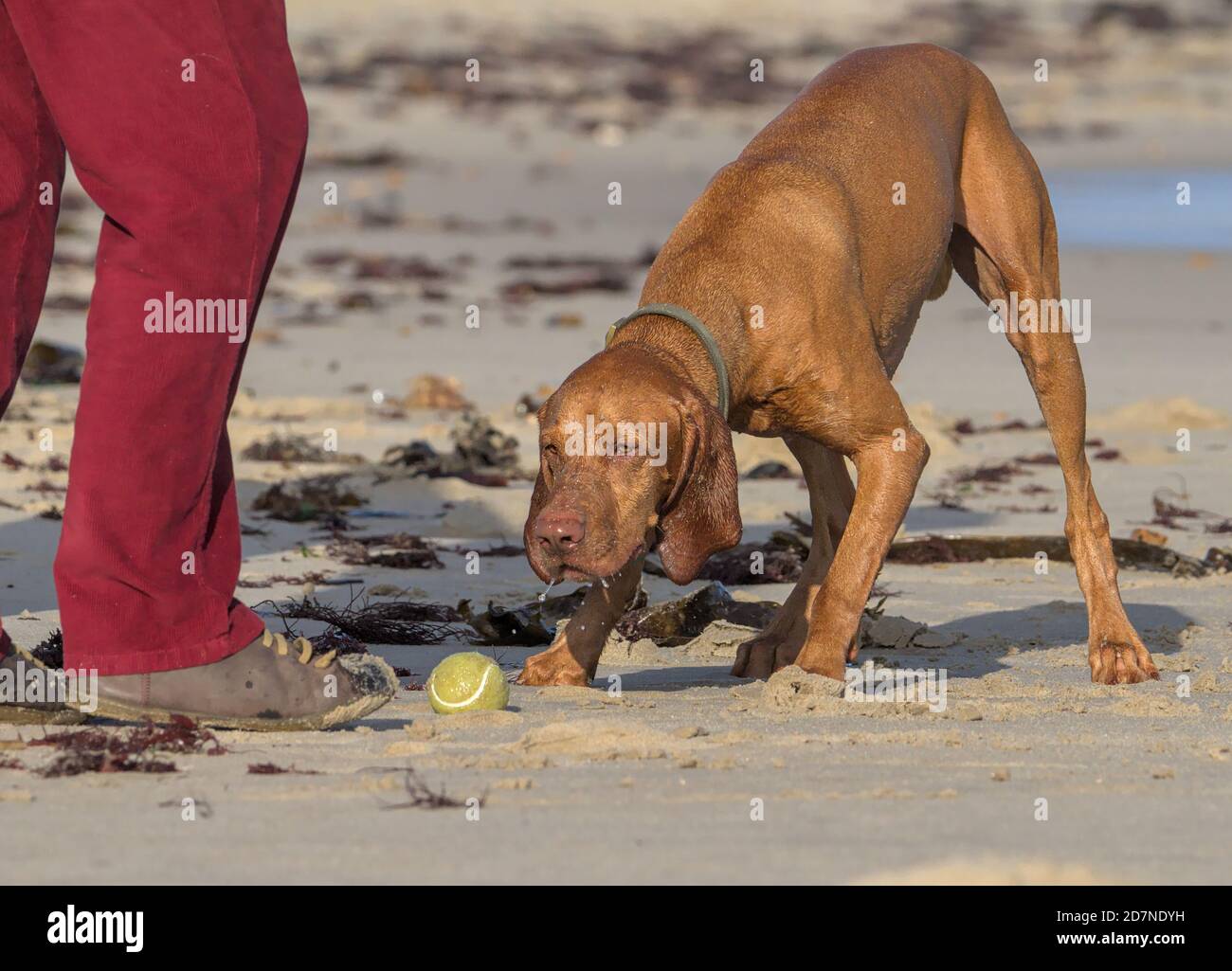 Un chien vizsla hongrois impatient attend que son bal soit lancé par son propriétaire, Avon Beach, Christchurch, Royaume-Uni Banque D'Images