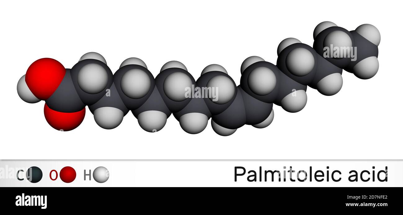 Acide palmitoléique, molécule de palmitoléate. C'est un acide gras monoinsaturé oméga-7. Modèle moléculaire. Rendu 3D Banque D'Images
