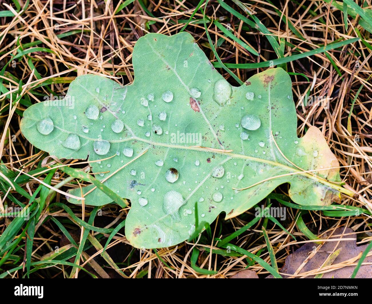 vue de dessus de la feuille de chêne vert tombé avec raindrops sur pelouse le jour de l'automne Banque D'Images