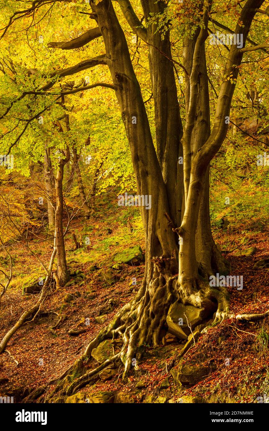 Derbyshire Peak District National Park arbre majestueux couvert en automne feuilles Padley gorge Grindleford Derbyshire Angleterre GB Europe Banque D'Images