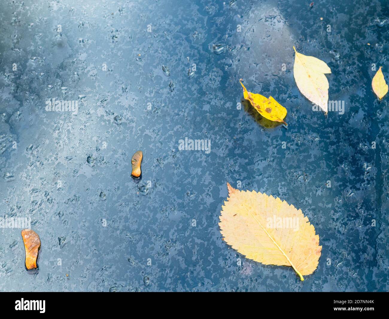 feuilles jaunes tombées collées sur le pare-brise humide à l'extérieur sous la pluie jour d'automne Banque D'Images