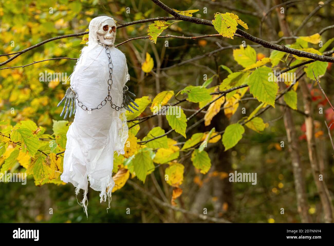 Un petit fantôme squelettique flotte par des branches d'arbre. Le visage est un crâne, et des chaînes relient le cou et les poignets. Le corps est de la gaze fine. Banque D'Images