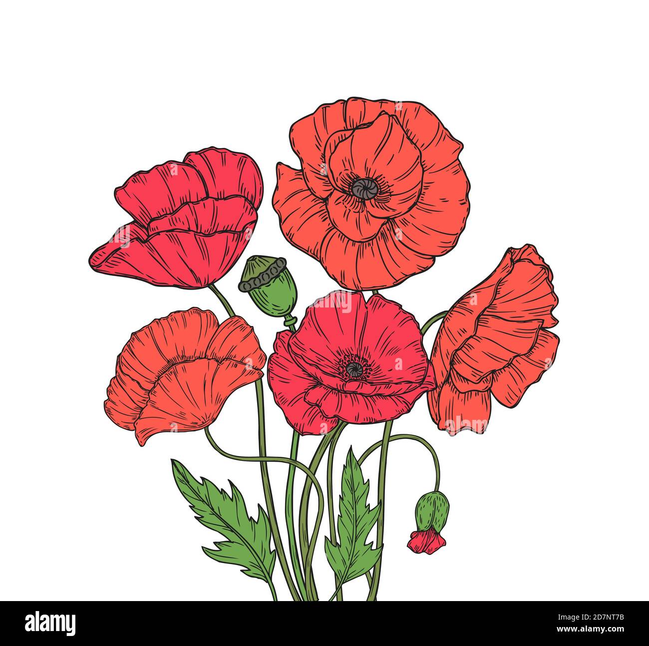 Bouquet de pavot. Rouge coquelicots fleurs prairie jardin fleurs décoratives plante coquelicot bourgeon plantation floral anzac jour fond vectoriel. Illustration d'un croquis de bourgeons de pavot rouges, esquisse de branches en fleurs Illustration de Vecteur