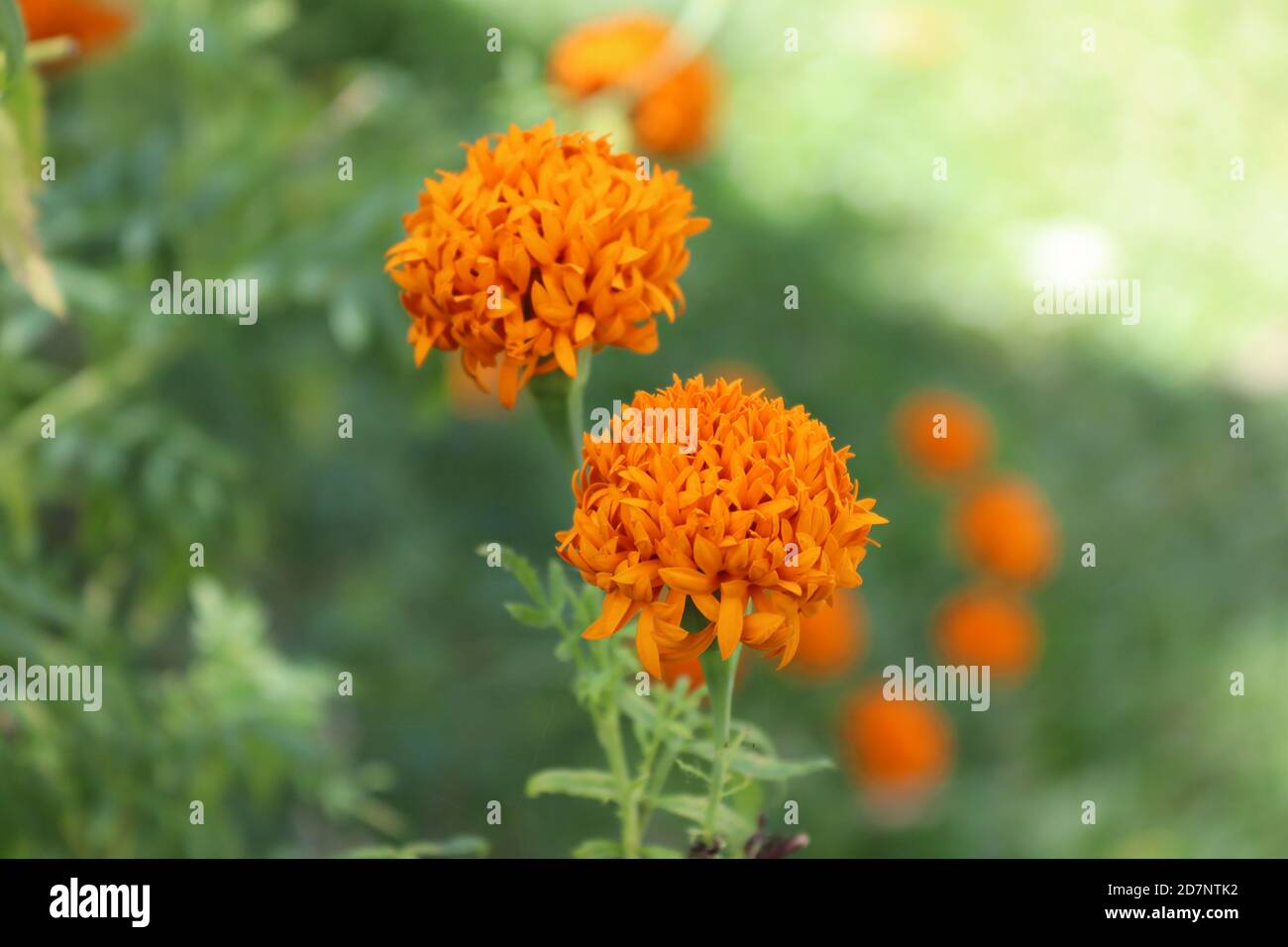 La nature a un monde étonnant, mais on peut en voir un peu. Banque D'Images