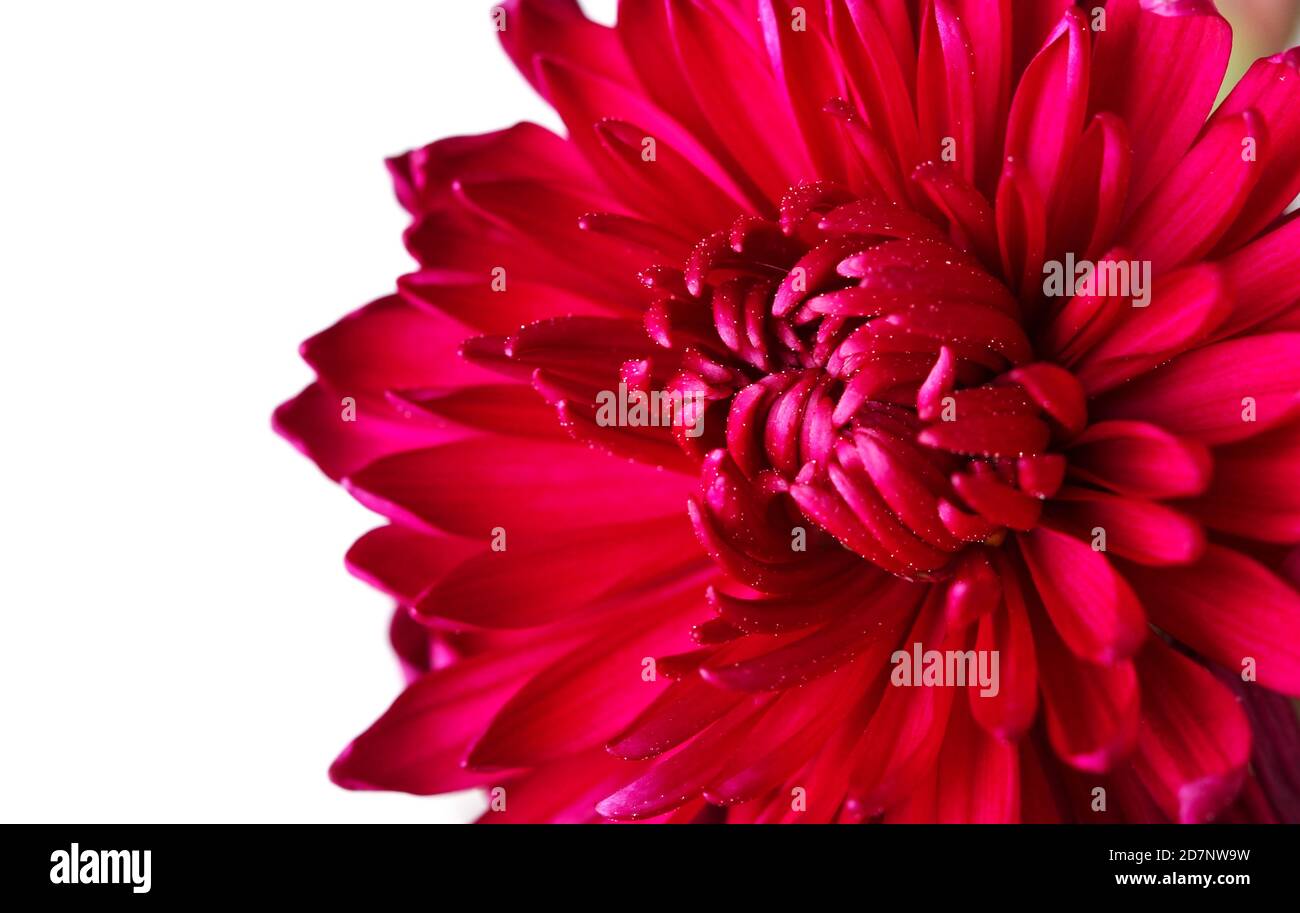 Bourgeons de chrysanthème rouge en fleur gros plan sur blanc Banque D'Images