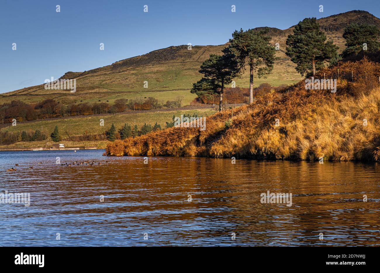 Pins au réservoir Dovestone Greenfield, Saddleworth, Greater Manchester Banque D'Images