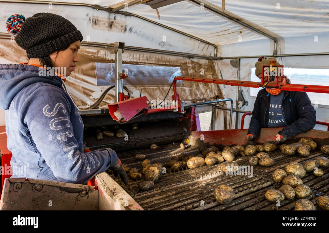 Femmes travaillant dans la récolte de pommes de terre avec des pommes de terre Maris Piper, Luffness main Farm, East Lothian, Écosse, Royaume-Uni Banque D'Images