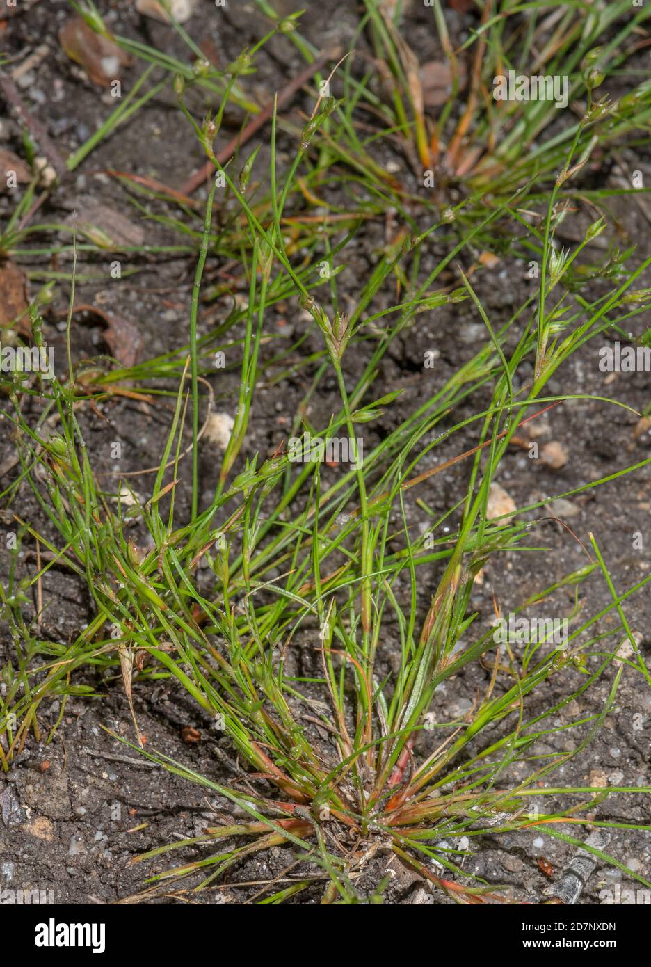 Pointe de crapaud, Juncus bufonius, en fleur et fruit sur voie humide de l'hépathie, Dorset. Banque D'Images