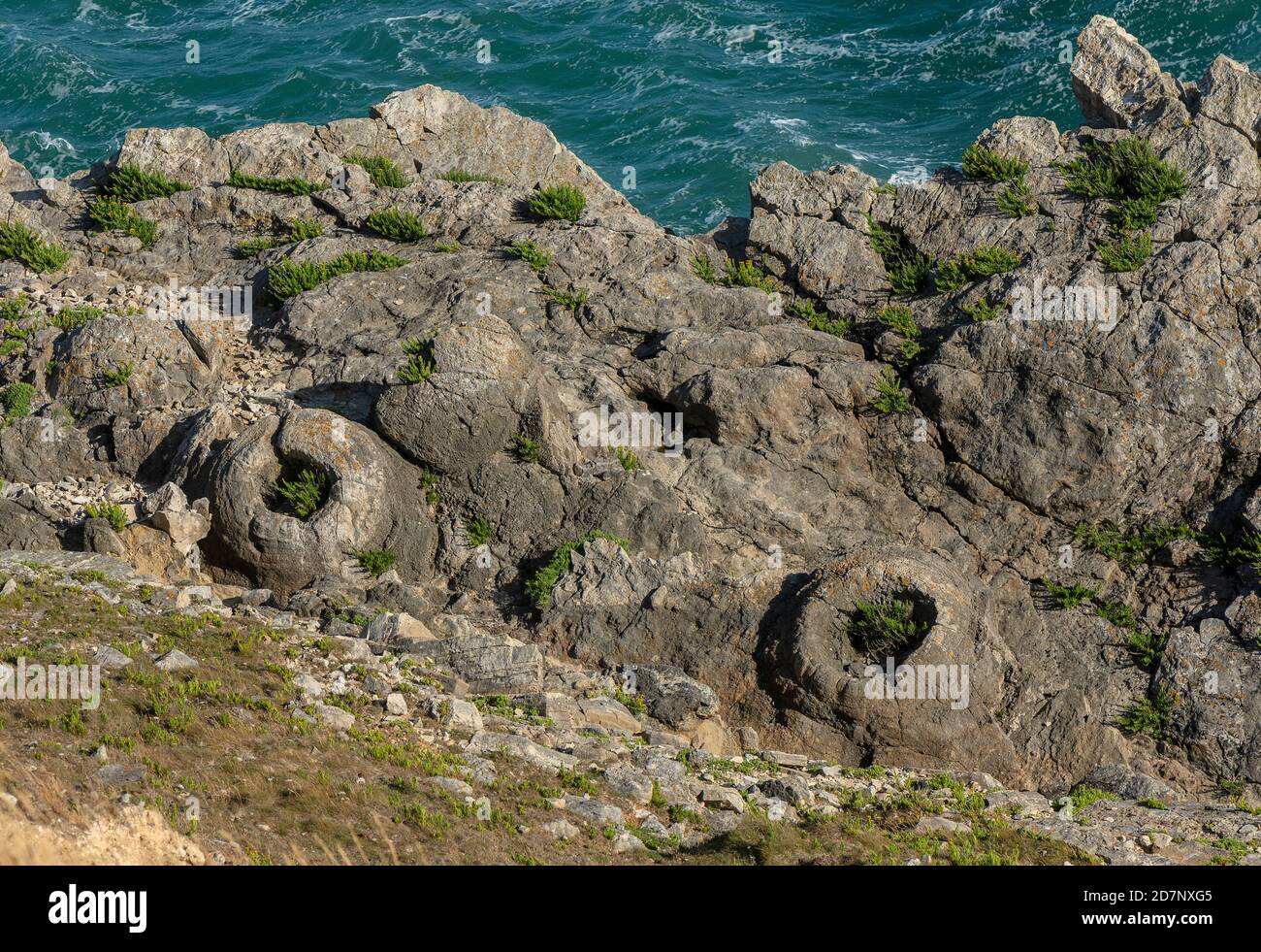 La forêt fossile de Lulworth, sur la côte jurassique de Dorset, est formée à partir d'arbres âgés de 140 millions d'années, en calcaire de Portland. Banque D'Images