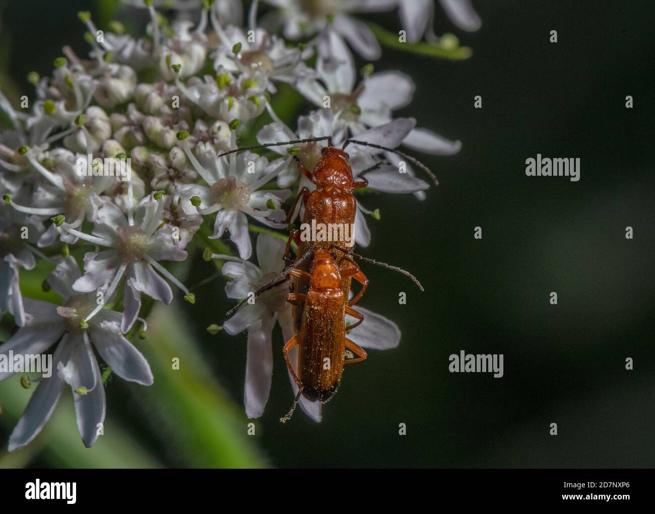 Béetle de soldat rouge commun, Rhagonycha fulva, couple de contact sur Hotweed. Banque D'Images