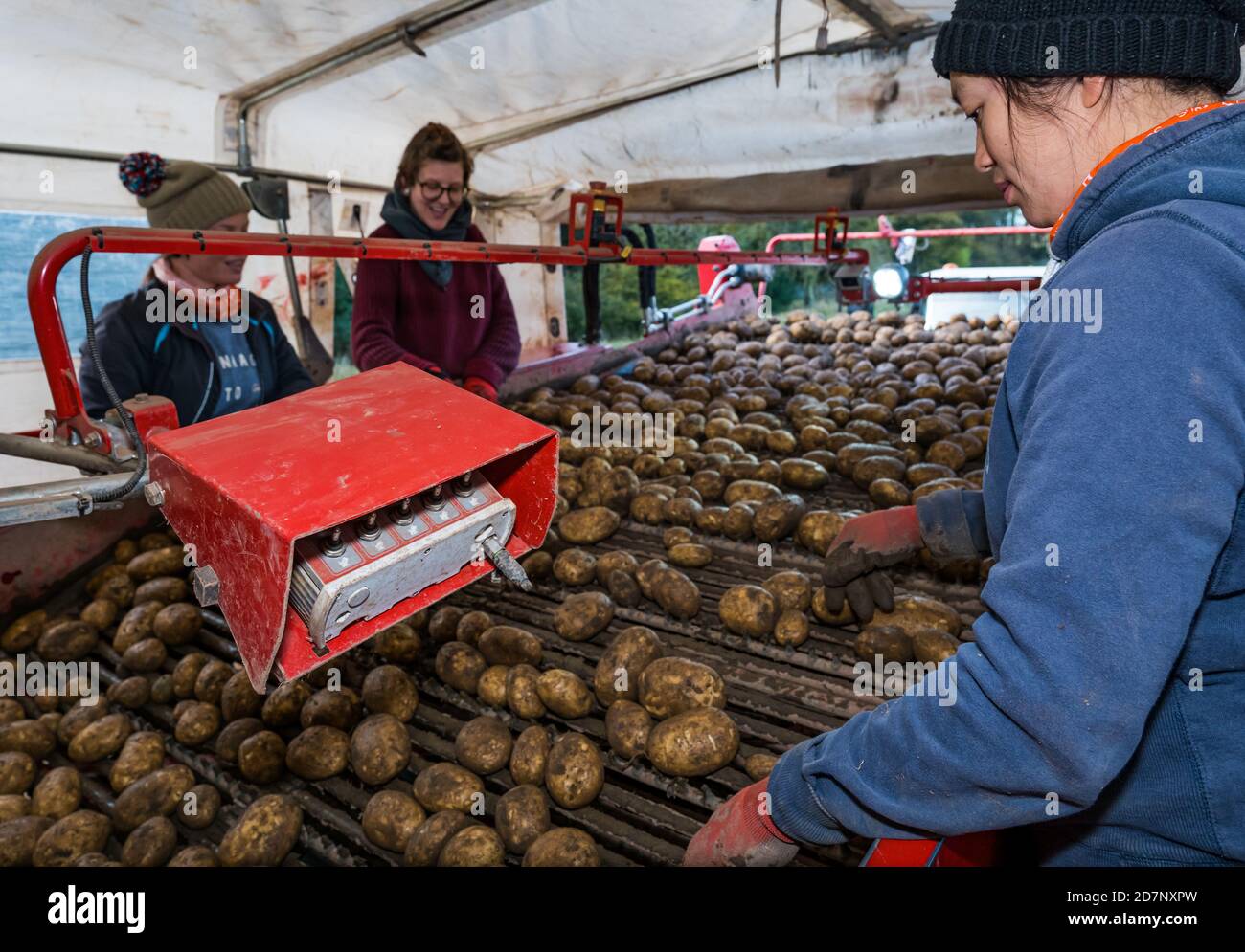 Femmes travaillant dans la récolte de pommes de terre avec des pommes de terre Maris Piper, Luffness main Farm, East Lothian, Écosse, Royaume-Uni Banque D'Images