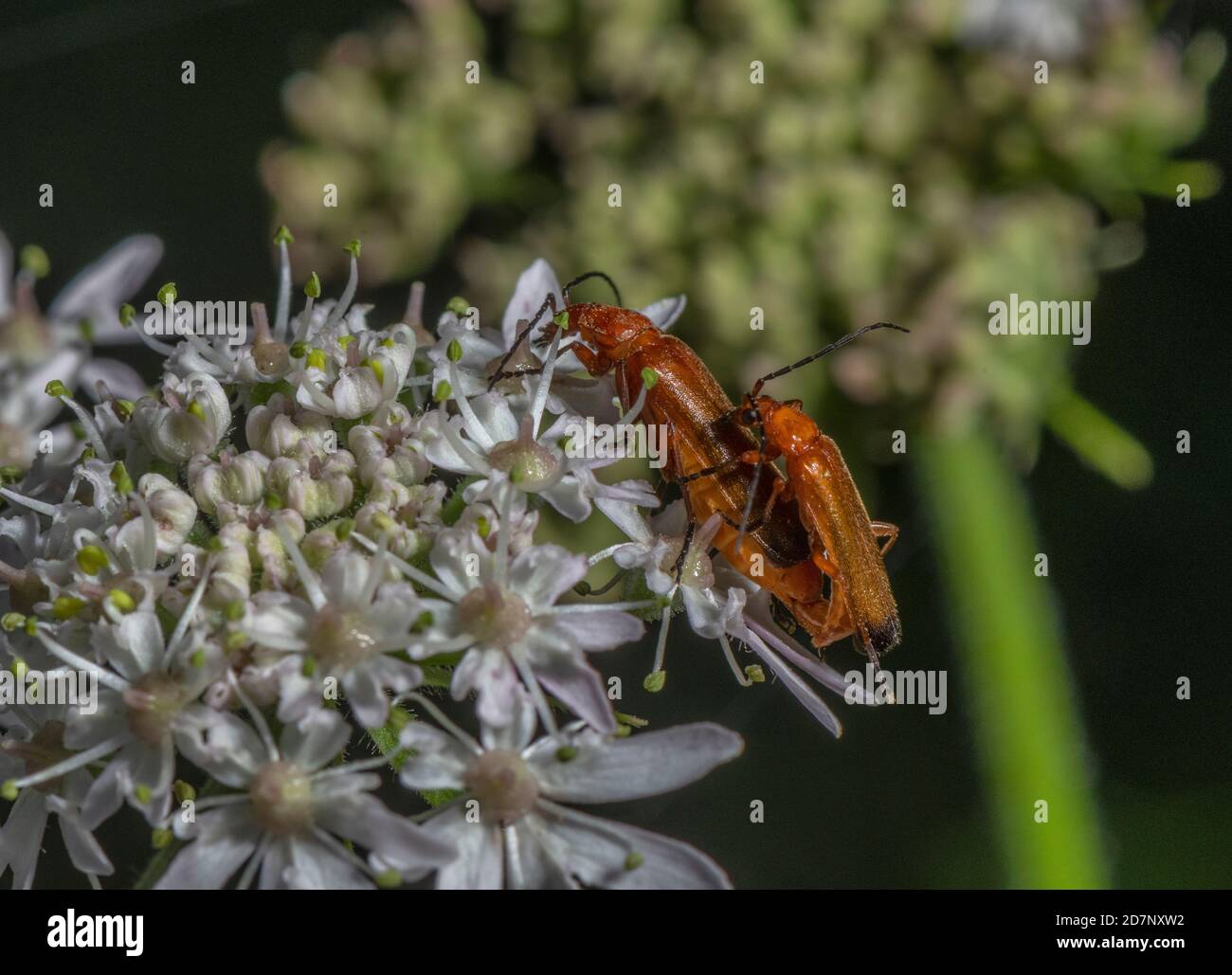 Béetle de soldat rouge commun, Rhagonycha fulva, couple de contact sur Hotweed. Banque D'Images